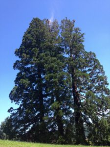 Lire la suite à propos de l’article Taille d’entretien et de l’élagage de vos arbres sur Lyon et sa région : tous les conseils d’Arthur Ravoire
