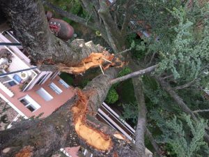 Lire la suite à propos de l’article Abattage d’arbre foudroyé ou cassé par le vent à Lyon￼