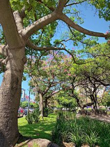 Lire la suite à propos de l’article La taille d’entretien d’un arbre par un jardinier à Rillieux La Pape, près de Lyon￼
