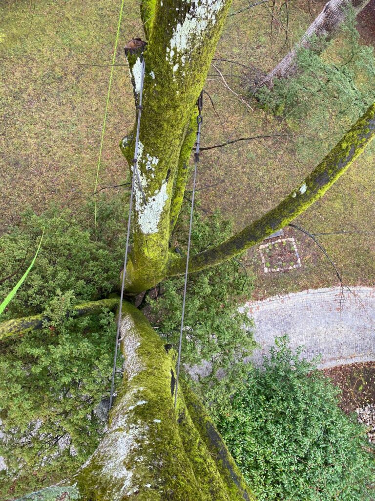 Spécialiste du haubanage et du renfort d’arbres à Rillieux-la-Pape