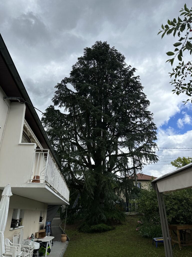 Elagage d'arbres à Rillieux-la-Pape