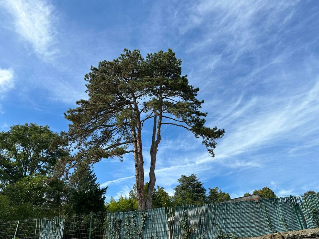 Élagage d'un arbre à la Boisse