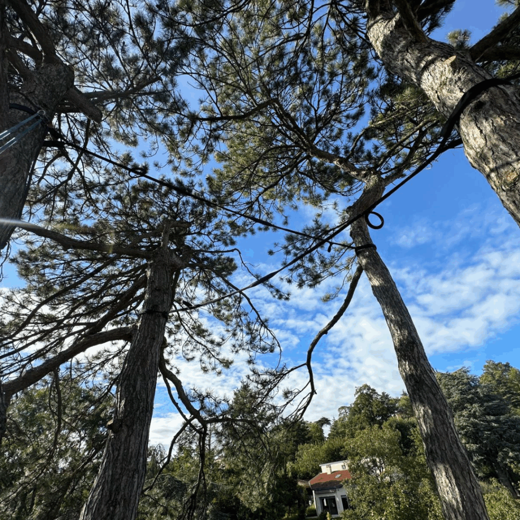 Elagage d’un sapin à Beynost